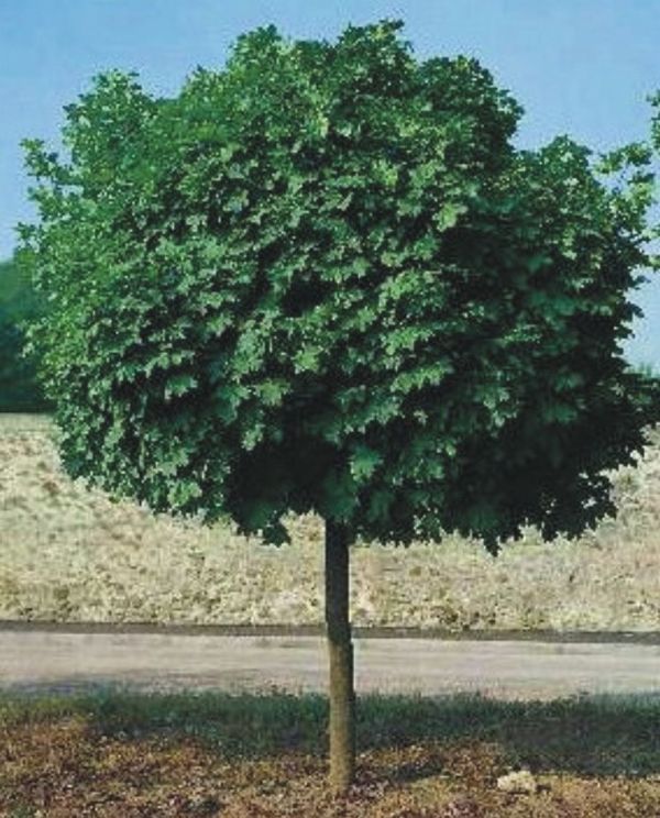 Top Akçaağaç